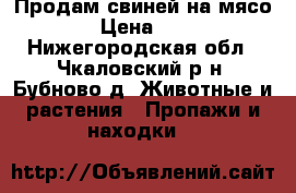 Продам свиней на мясо › Цена ­ 1 - Нижегородская обл., Чкаловский р-н, Бубново д. Животные и растения » Пропажи и находки   